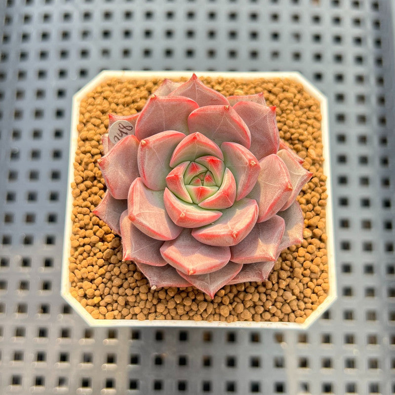 Echeveria 'Raphael' 2" Succulent Plant Cutting