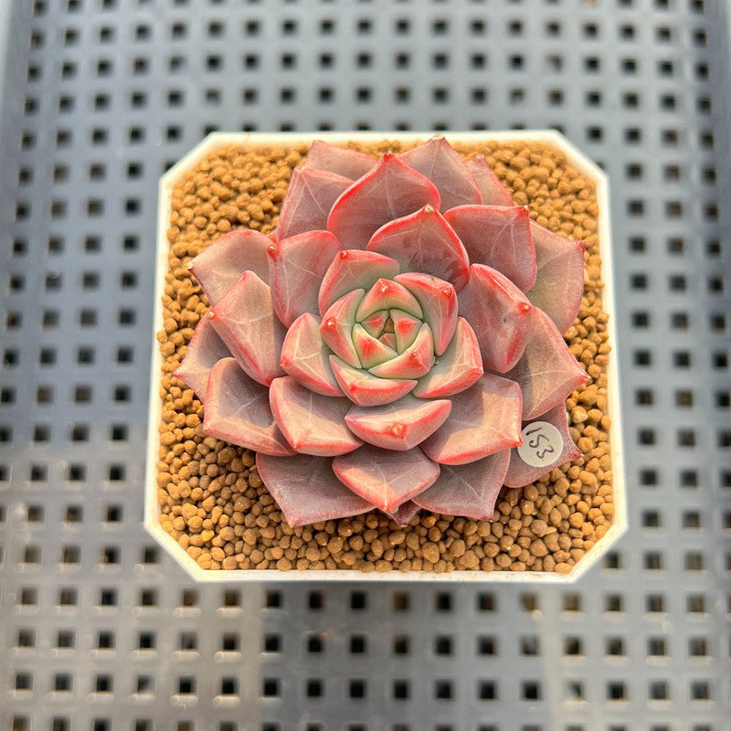 Echeveria 'Raphael' 2" Succulent Plant Cutting