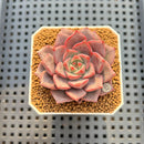 Echeveria 'Raphael' 2" Succulent Plant Cutting