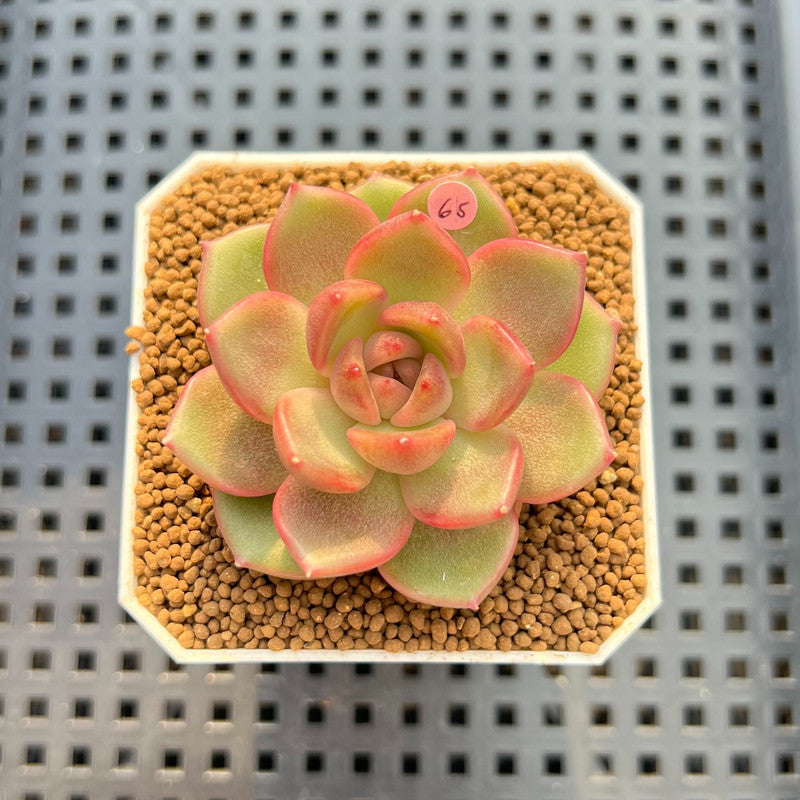 Echeveria 'Roseanne' 2" New Hybrid Succulent Plant Cutting