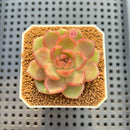 Echeveria 'Roseanne' 2" New Hybrid Succulent Plant Cutting