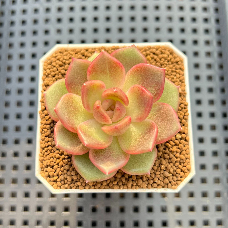 Echeveria 'Roseanne' 2" New Hybrid Succulent Plant Cutting