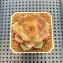 Echeveria 'Roseanne' 2" New Hybrid Succulent Plant Cutting