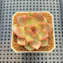 Echeveria 'Roseanne' 2" New Hybrid Succulent Plant Cutting