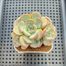 Echeveria 'Hong Gu-Mong' (홍구몽) 2" New Hybrid Succulent Plant Cutting