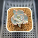 Echeveria 'Heart Song' 2" Succulent Plant Cutting