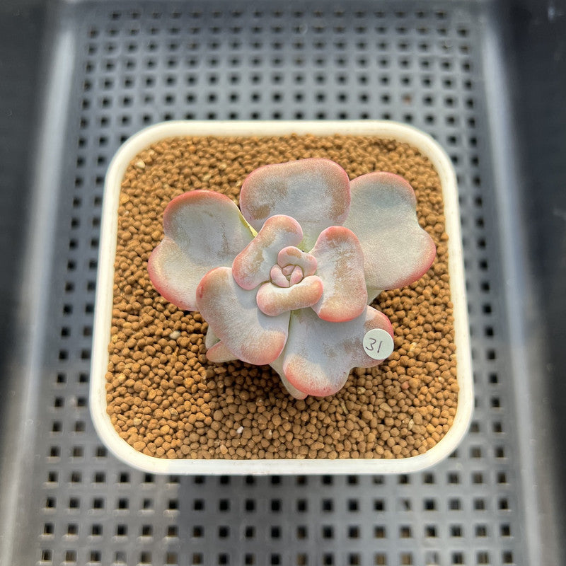 Echeveria 'Heart Song' 2" Succulent Plant Cutting