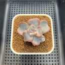 Echeveria 'Heart Song' 2" Succulent Plant Cutting