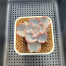 Echeveria 'Heart Song' 2" Succulent Plant Cutting