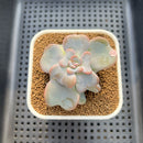 Echeveria 'Heart Song' 2" Succulent Plant Cutting