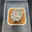 Echeveria 'Heart Song' 2" Succulent Plant Cutting