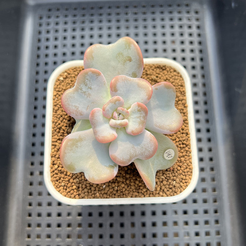 Echeveria 'Heart Song' 2" Succulent Plant Cutting