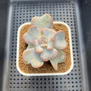 Echeveria 'Heart Song' 2" Succulent Plant Cutting