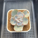 Echeveria 'Heart Song' 2" Succulent Plant Cutting