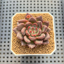Echeveria 'Super Purple' 2" New Hybrid Succulent Plant Cutting