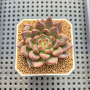 Echeveria 'Super Purple' 2" New Hybrid Succulent Plant Cutting