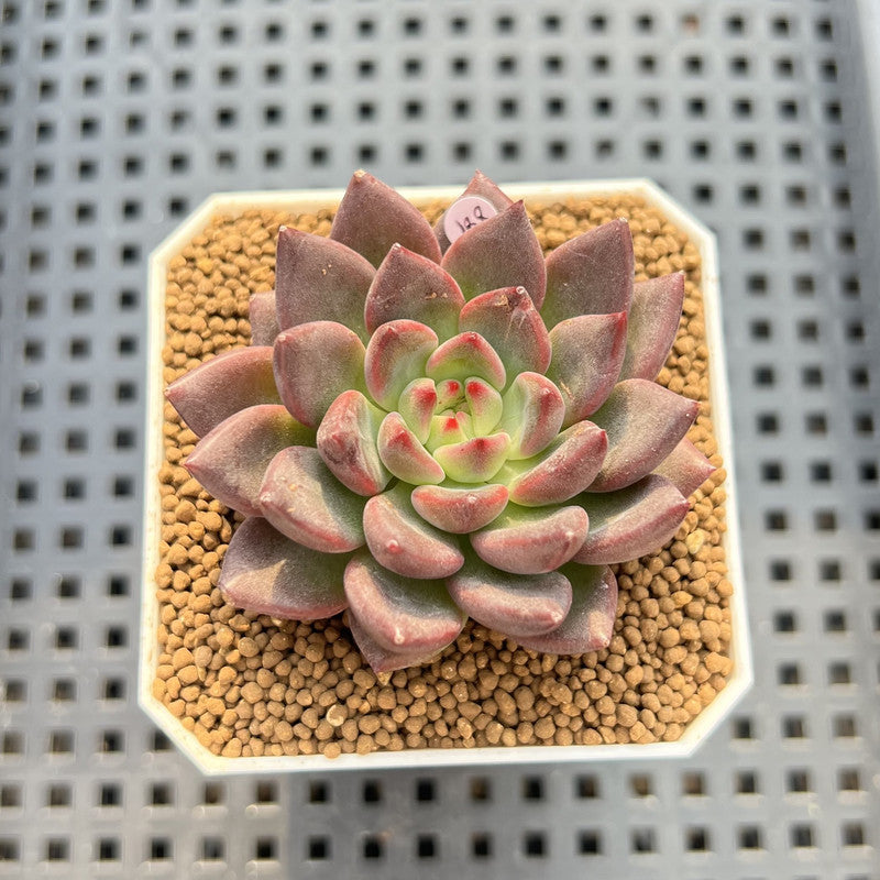 Echeveria 'Super Purple' 2" New Hybrid Succulent Plant Cutting