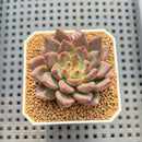 Echeveria 'Super Purple' 2" New Hybrid Succulent Plant Cutting