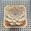 Echeveria 'Alice Blue' 2" Succulent Plant Cutting