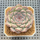 Echeveria 'Alice Blue' 2" Succulent Plant Cutting