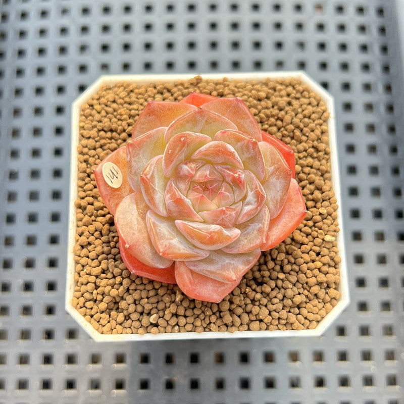 Echeveria 'Herace' 2" Succulent Plant Cutting
