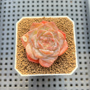 Echeveria 'Herace' 2" Succulent Plant Cutting