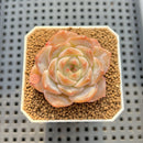 Echeveria 'Herace' 2" Succulent Plant Cutting