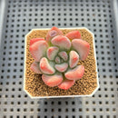 Graptoveria 'Bubble Monster' 2" Succulent Plant Cutting