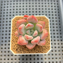 Graptoveria 'Bubble Monster' 2" Succulent Plant Cutting