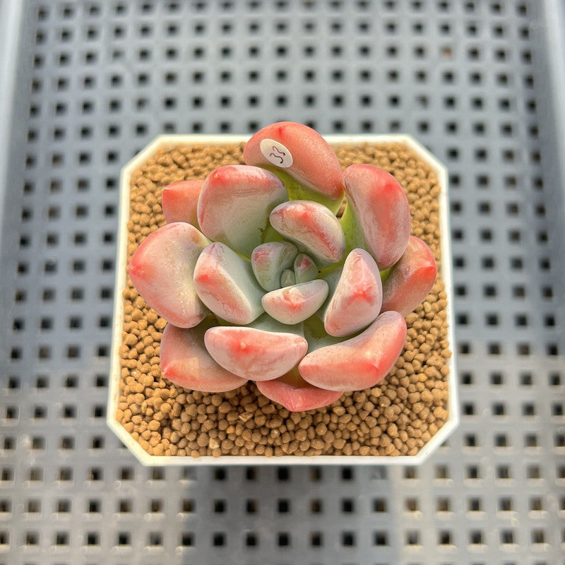Graptoveria 'Bubble Monster' 2" Succulent Plant Cutting