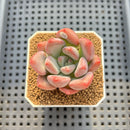Graptoveria 'Bubble Monster' 2" Succulent Plant Cutting