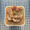 Echeveria Agavoides sp. Lightly Variegated 2" Succulent Plant Cutting