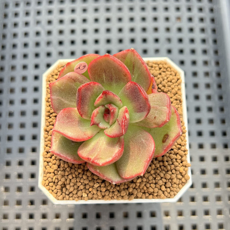 Echeveria Agavoides sp. Lightly Variegated 2" Succulent Plant Cutting