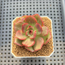 Echeveria Agavoides sp. Lightly Variegated 2" Succulent Plant Cutting