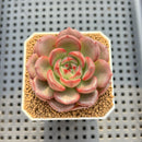 Echeveria 'Monet' 2" Succulent Plant Cutting