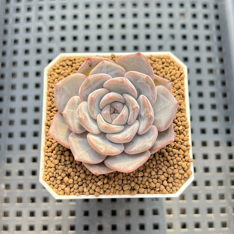 Echeveria 'Winter Flower' 2" Succulent Plant Cutting