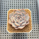 Echeveria 'Winter Flower' 2" Succulent Plant Cutting