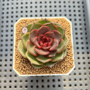 Echeveria 'Esper Rose' 2" New Hybrid Succulent Plant Cutting
