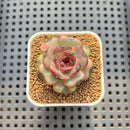 Echeveria sp. 1" Succulent Plant Cutting