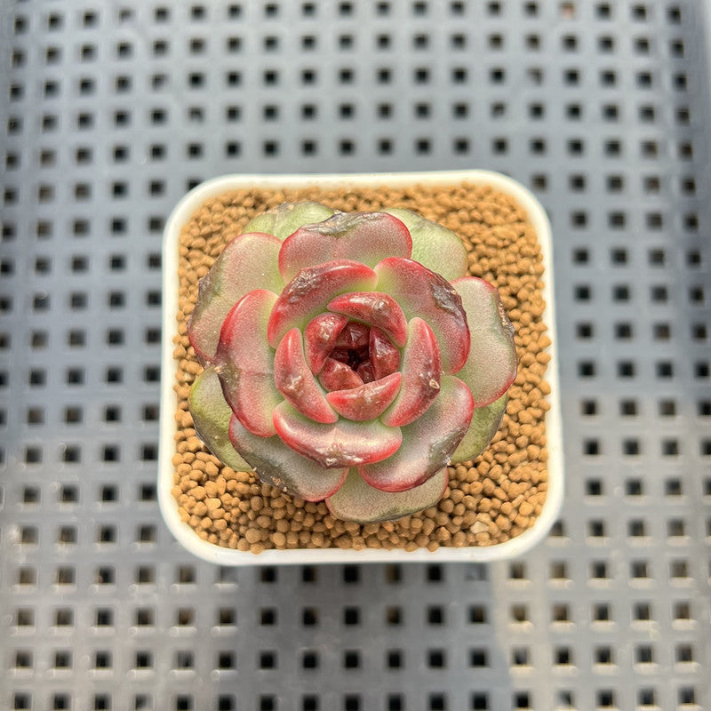 Echeveria sp. 1" Succulent Plant Cutting