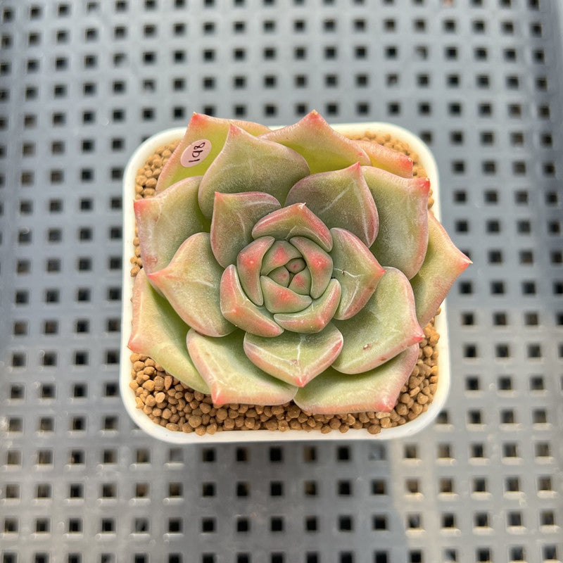 Echeveria 'Sneddy' 2" Succulent Plant Cutting