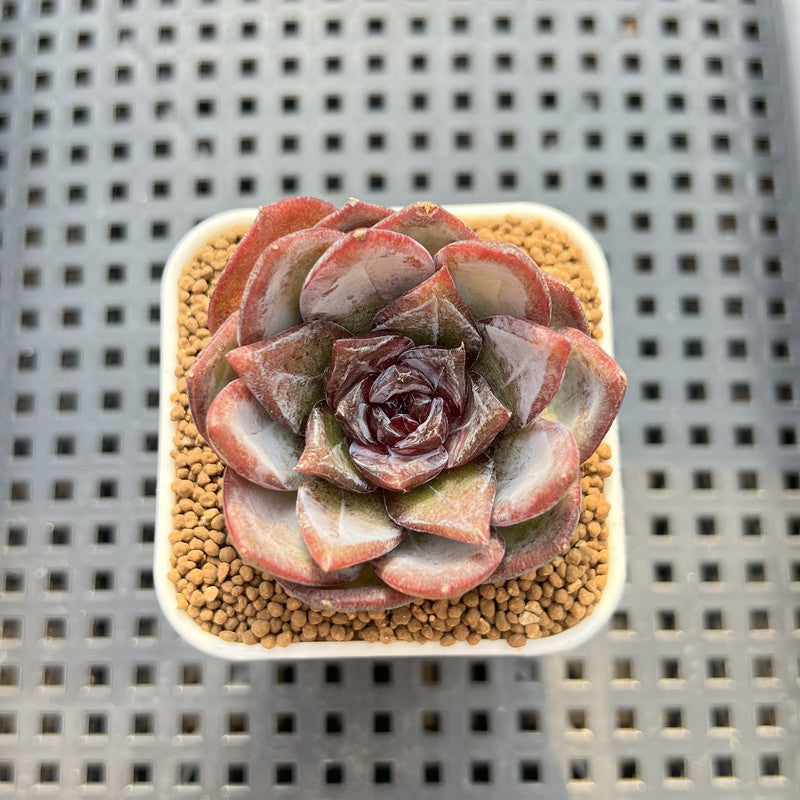 Echeveria 'Odette' 2" Succulent Plant Cutting