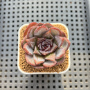 Echeveria 'Odette' 2" Succulent Plant Cutting