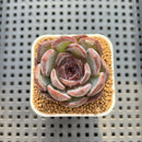 Echeveria 'Odette' 2" Succulent Plant Cutting
