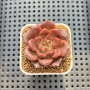 Echeveria Agavoides 'Asuka' 2" Succulent Plant Cutting