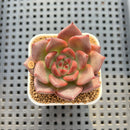 Echeveria Agavoides 'Asuka' 2" Succulent Plant Cutting