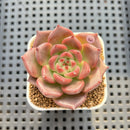 Echeveria Agavoides 'Asuka' 2" Succulent Plant Cutting