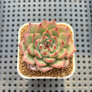 Echeveria 'Indiaca' 2" New Hybrid Succulent Plant Cutting