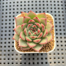 Echeveria 'Indiaca' 2" New Hybrid Succulent Plant Cutting