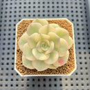 Echeveria 'Nicksana' Variegated 2" Succulent Plant Cutting